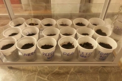Seeds ready for the children’s garden project